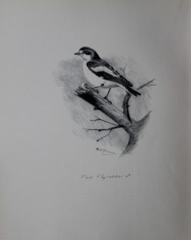 Philip Rickman - Print of pencil drawings of Pied Flycatcher 1938: This print of a pencil drawing and sketch by the artist is from Birds Sketches and Some Field Observations, Illustrated by Philip Rickman, Published by Eyre and Spottiswoode. 1938 Philip Rickman's bea