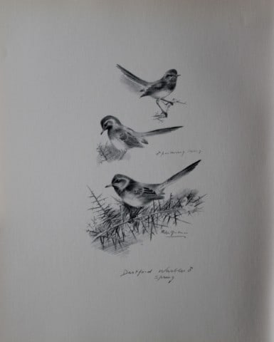 Philip Rickman - Print of pencil drawings of Dartford Warblers 1938: This print of a pencil drawing and sketch by the artist is from Birds Sketches and Some Field Observations, Illustrated by Philip Rickman, Published by Eyre and Spottiswoode. 1938 Philip Rickman's bea