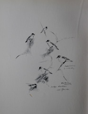 Philip Rickman - Print of pencil drawings of Sedge Warblers 1938: This print of a pencil drawing and sketch by the artist is from Birds Sketches and Some Field Observations, Illustrated by Philip Rickman, Published by Eyre and Spottiswoode. 1938 Philip Rickman's bea