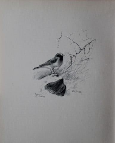 Philip Rickman - Print of pencil drawings of Redstart 1938: This print of a pencil drawing and sketch by the artist is from Birds Sketches and Some Field Observations, Illustrated by Philip Rickman, Published by Eyre and Spottiswoode. 1938 Philip Rickman's bea