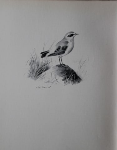 Philip Rickman - Print of pencil drawings of Wheatear 1938: This print of a pencil drawing and sketch by the artist is from Birds Sketches and Some Field Observations, Illustrated by Philip Rickman, Published by Eyre and Spottiswoode. 1938 Philip Rickman's bea