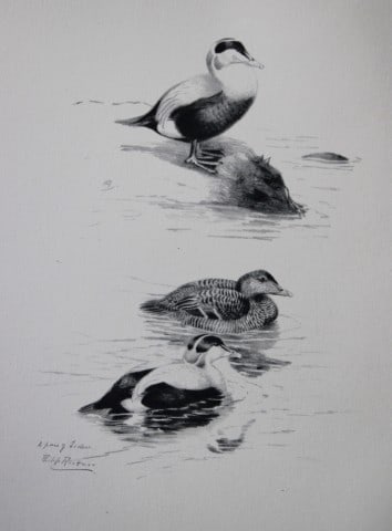 Philip Rickman - Print of pencil drawings of Eiders 1938: This print of a pencil drawing and sketch by the artist is from Birds Sketches and Some Field Observations, Illustrated by Philip Rickman, Published by Eyre and Spottiswoode. 1938 Philip Rickman's bea