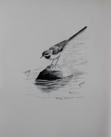 Philip Rickman - Print of pencil drawings of Grey Wagtail 1938: This print of a pencil drawing and sketch by the artist is from Birds Sketches and Some Field Observations, Illustrated by Philip Rickman, Published by Eyre and Spottiswoode. 1938 Philip Rickman's bea