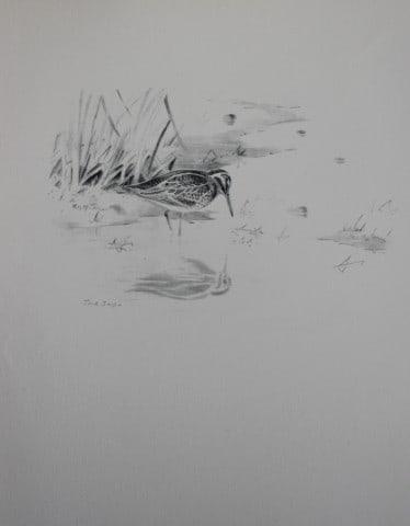 Philip Rickman - Print of pencil drawings of Jack Snipe 1938: This print of a pencil drawing and sketch by the artist is from Birds Sketches and Some Field Observations, Illustrated by Philip Rickman, Published by Eyre and Spottiswoode. 1938 Philip Rickman's bea