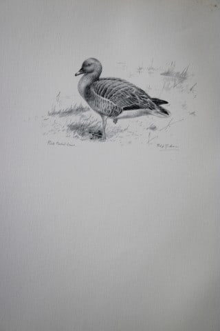 Philip Rickman - Print of pencil drawings of Pink Footed Goose 1938: This print of a pencil drawing and sketch by the artist is from Birds Sketches and Some Field Observations, Illustrated by Philip Rickman, Published by Eyre and Spottiswoode. 1938 Philip Rickman's bea