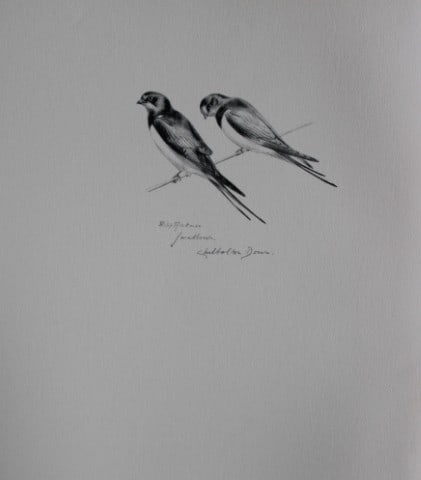 Philip Rickman - Print of pencil drawings of Swallows 1938: This print of a pencil drawing and sketch by the artist is from Birds Sketches and Some Field Observations, Illustrated by Philip Rickman, Published by Eyre and Spottiswoode. 1938 Philip Rickman's bea