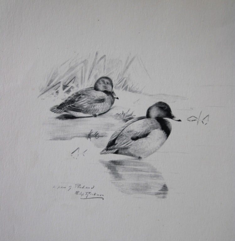 Philip Rickman - Print of pencil drawings of Pochards 1938: This print of a pencil drawing and sketch by the artist is from Birds Sketches and Some Field Observations, Illustrated by Philip Rickman, Published by Eyre and Spottiswoode. 1938 Philip Rickman's bea