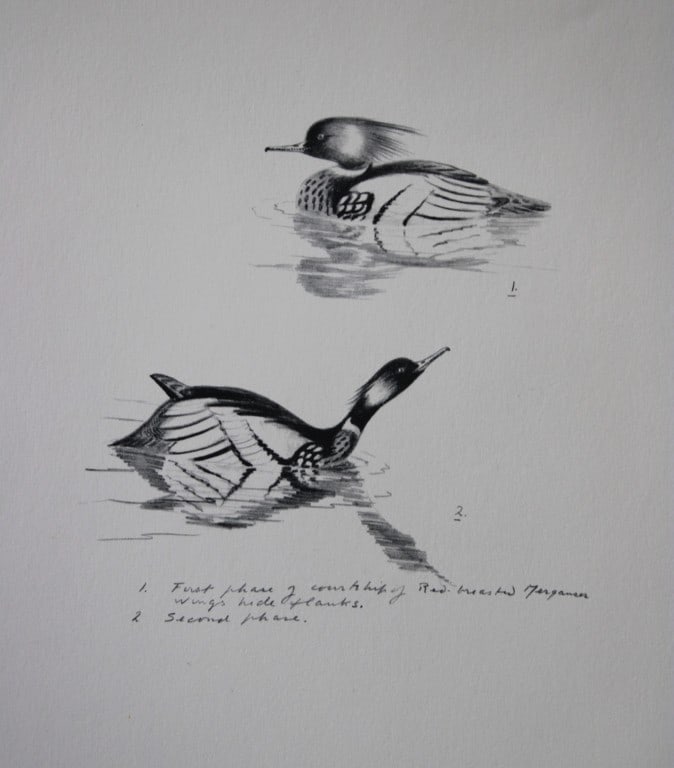 Philip Rickman - Print of pencil drawings of Red Breasted Mergansers1938: This print of a pencil drawing and sketch by the artist is from Birds Sketches and Some Field Observations, Illustrated by Philip Rickman, Published by Eyre and Spottiswoode. 1938 Philip Rickman's bea
