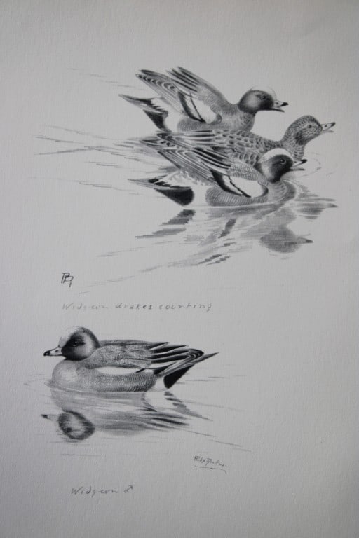 Philip Rickman - Print of pencil drawings of Wigeons 1938: This print of a pencil drawing and sketch by the artist is from Birds Sketches and Some Field Observations, Illustrated by Philip Rickman, Published by Eyre and Spottiswoode. 1938 Philip Rickman's bea
