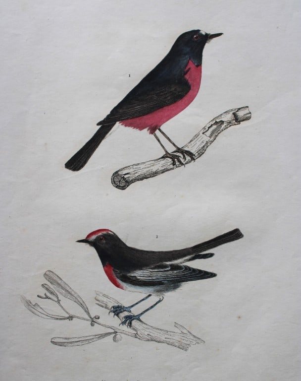 Jardine & Selby - Engraving of Latham's Flycatcher from Illustrations of Ornithology 1826-43: This engraving is from Illustrations of Ornithology by Sir William Jardine and Prideaux John Selby. Published by WH Lizars, Edinburgh between 1826-1843.The splendid hand-coloured engravings in this wo