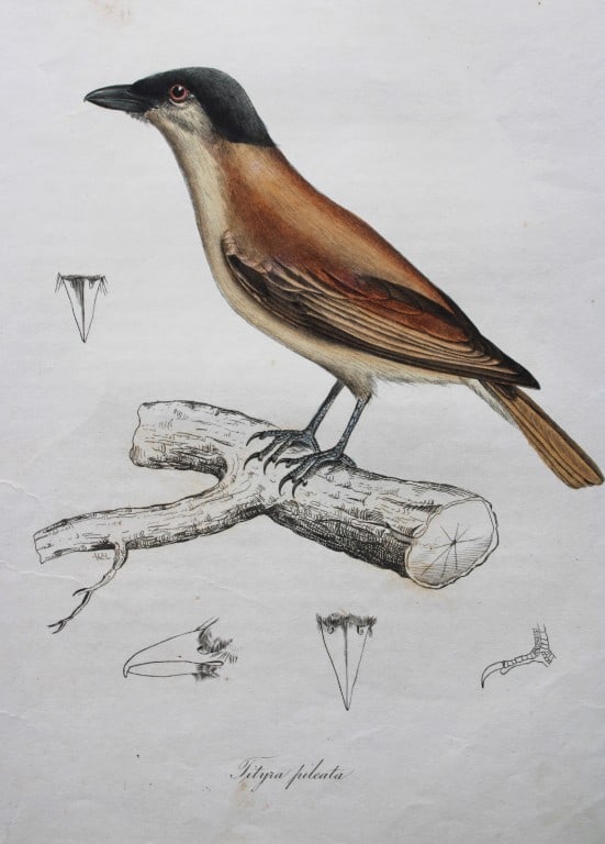 Jardine & Selby - Engraving of Black-crowned Tityra from Illustrations of Ornithology 1826-43: This engraving is from Illustrations of Ornithology by Sir William Jardine and Prideaux John Selby. Published by WH Lizars, Edinburgh between 1826-1843.The splendid hand-coloured engravings in this wo