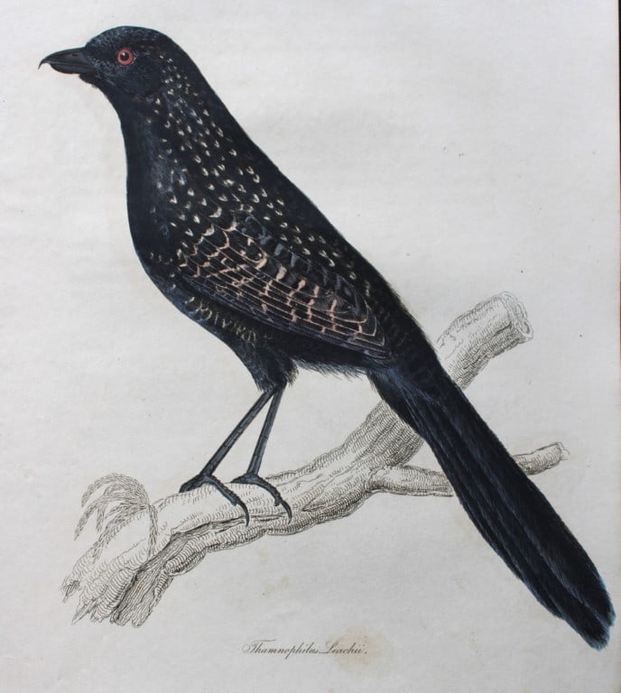 Jardine & Selby - Engraving of Leach's Bush-Shrike from Illustrations of Ornithology 1826-43: This engraving is from Illustrations of Ornithology by Sir William Jardine and Prideaux John Selby. Published by WH Lizars, Edinburgh between 1826-1843.The splendid hand-coloured engravings in this wo