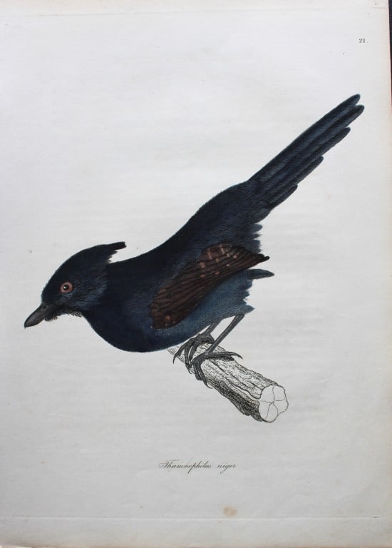 Jardine & Selby - Engraving of Greyish-black Bush Shrike from Illustrations of Ornithology 1826-43: This engraving is from Illustrations of Ornithology by Sir William Jardine and Prideaux John Selby. Published by WH Lizars, Edinburgh between 1826-1843.The splendid hand-coloured engravings in this wo