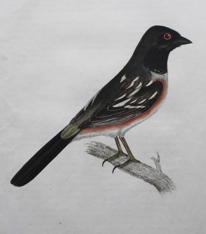 Jardine & Selby - Engraving of Spotted Towhee from Illustrations of Ornithology 1826-43: This engraving is from Illustrations of Ornithology by Sir William Jardine and Prideaux John Selby. Published by WH Lizars, Edinburgh between 1826-1843.The splendid hand-coloured engravings in this wo