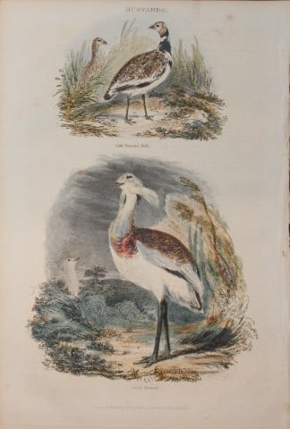 Charles Partington - Hand coloured engraving of Bustards 1835: This hand-coloured steel engraving is from The British Cyclop?dia of Natural History combining a scientific classification of animals, plants and minerals; with a popular view of their habits, economy