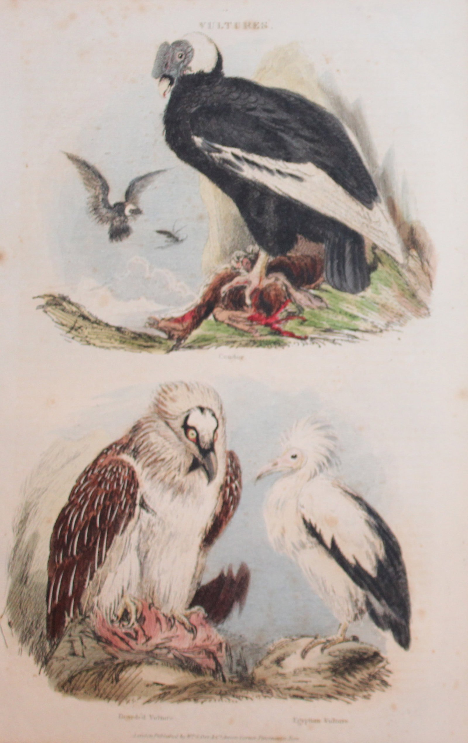 Charles Partington - Hand coloured engraving of Vultures 1835: This hand-coloured steel engraving is from The British Cyclop?dia of Natural History combining a scientific classification of animals, plants and minerals; with a popular view of their habits, economy