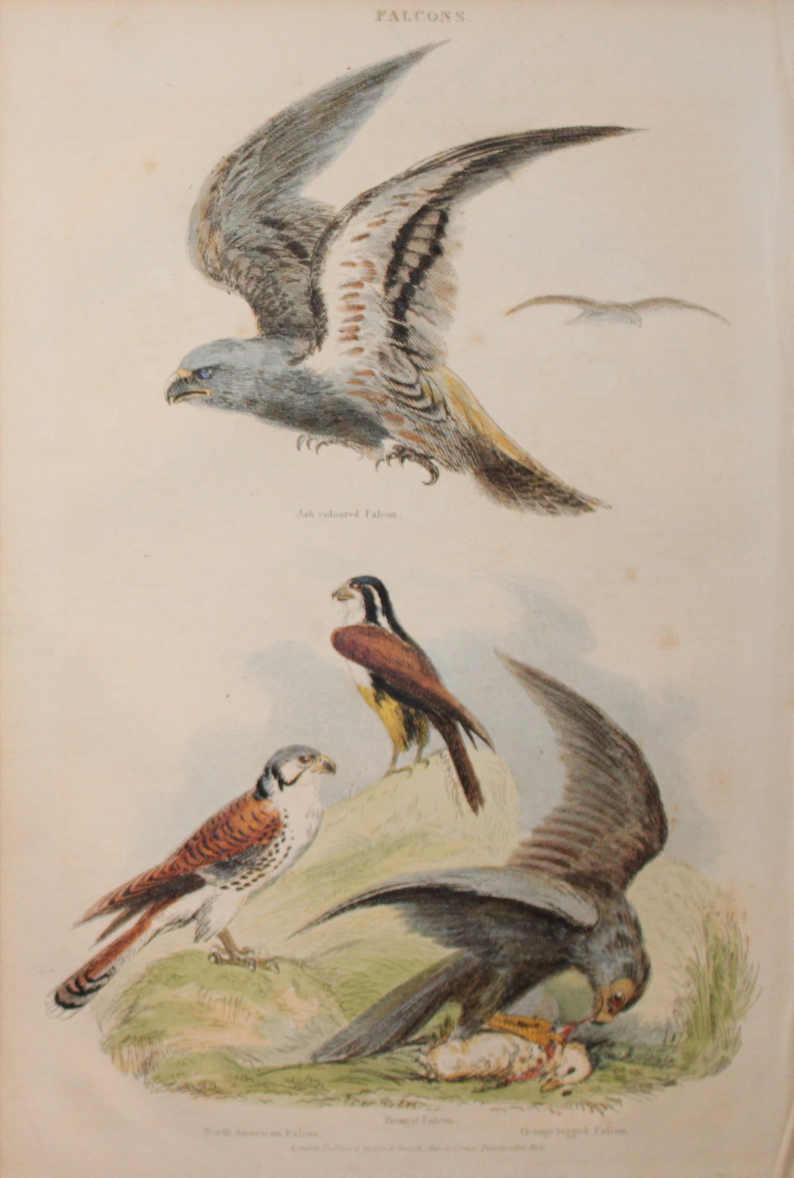 Charles Partington - Hand coloured engraving of Falcons 1835: This hand-coloured steel engraving is from The British Cyclop?dia of Natural History combining a scientific classification of animals, plants and minerals; with a popular view of their habits, economy