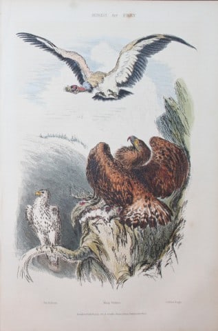Charles Partington - Hand coloured engraving of Birds of Prey 1835: This hand-coloured steel engraving is from The British Cyclop?dia of Natural History combining a scientific classification of animals, plants and minerals; with a popular view of their habits, economy