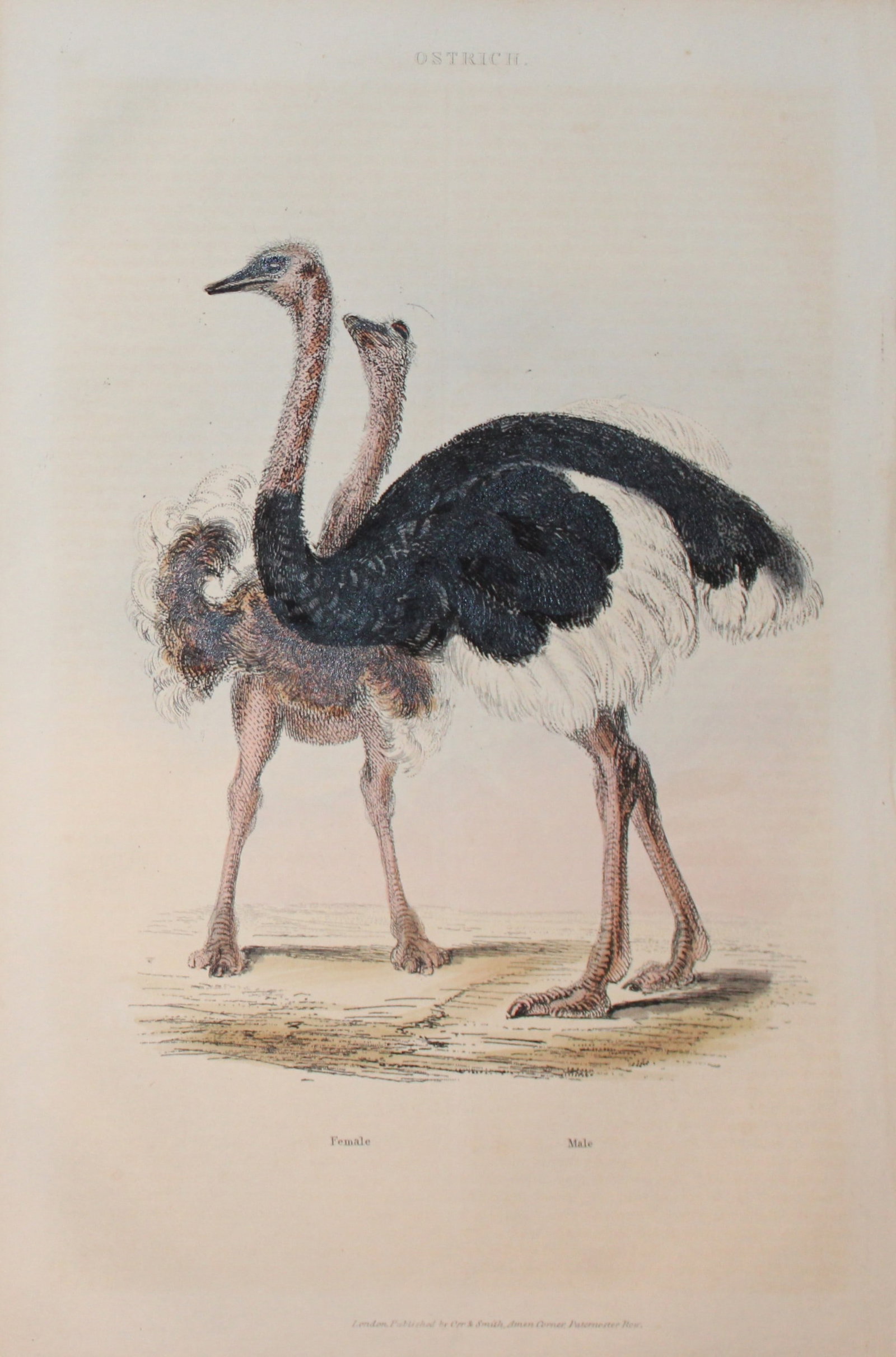 Charles Partington - Hand coloured engraving of Ostrich 1835: This hand-coloured steel engraving is from The British Cyclop?dia of Natural History combining a scientific classification of animals, plants and minerals; with a popular view of their habits, economy