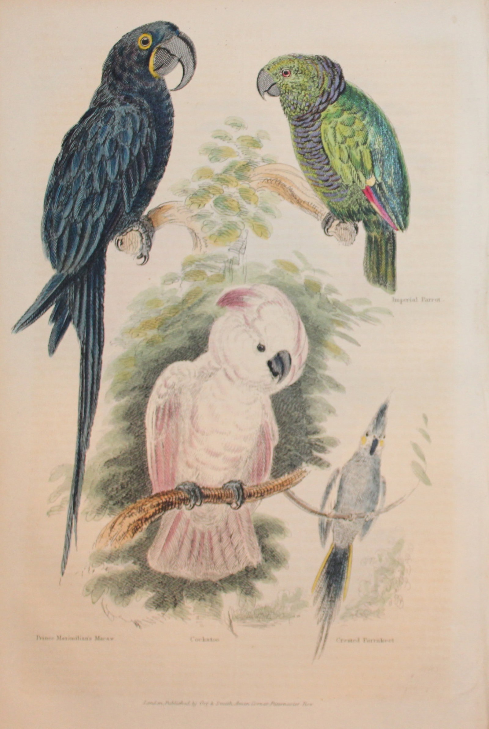 Charles Partington - Hand coloured engraving of Parrots and Cockatoo 1835: This hand-coloured steel engraving is from The British Cyclop?dia of Natural History combining a scientific classification of animals, plants and minerals; with a popular view of their habits, economy