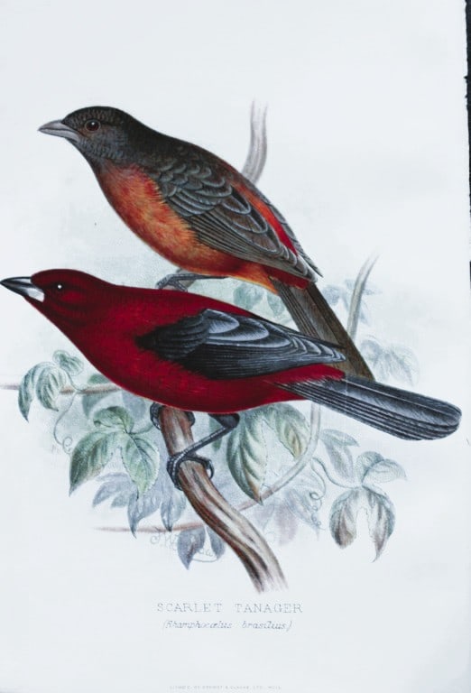 FW Frohawk - Antique print of foreign finches 1899: This chromolithographic plate was drawn by Frederick W Frohawk and is from Foreign Finches in Captivity by Arthur G Butler, published by Brumby and Clarke Ltd, 1899. Size: 10.5in x 7in (27cm x 18cm)