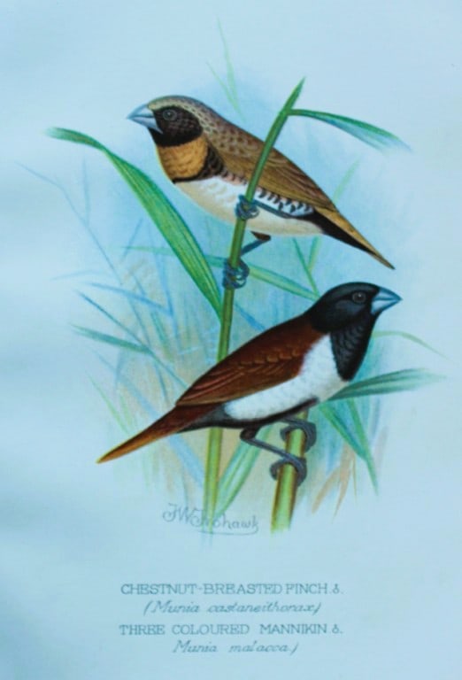 FW Frohawk - Antique print of foreign finches 1899: This chromolithographic plate was drawn by Frederick W Frohawk and is from Foreign Finches in Captivity by Arthur G Butler, published by Brumby and Clarke Ltd, 1899. Size: 10.5in x 7in (27cm x 18cm)