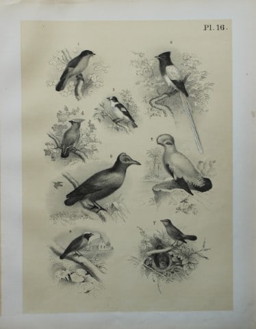 Theodore Jasper - Flycatchers, Nightingale etc 1878: This chromolithographic plate was drawn by Theodore Jasper and is from Ornithology or The Science of Birds. Published by by Jacob H Studer and Co, Ohio 1878.