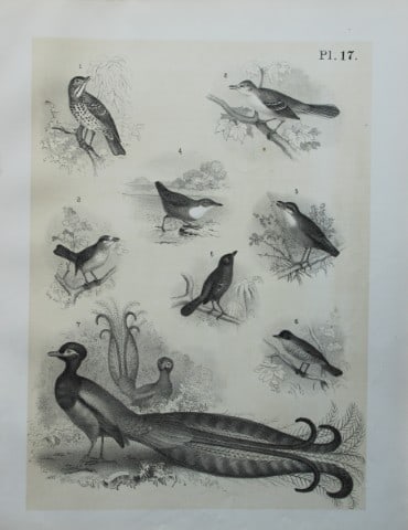 Theodore Jasper - Thrushes, Lyre Bird, Mocking Bird etc 1878: This chromolithographic plate was drawn by Theodore Jasper and is from Ornithology or The Science of Birds. Published by by Jacob H Studer and Co, Ohio 1878.