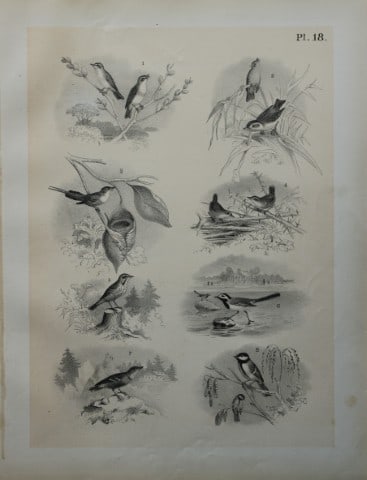 Theodore Jasper - Wrens, Tailor Bird, Tits, Wagtail etc 1878: This chromolithographic plate was drawn by Theodore Jasper and is from Ornithology or The Science of Birds. Published by by Jacob H Studer and Co, Ohio 1878.