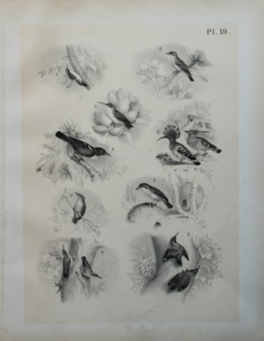 Theodore Jasper - Hoopoe, Thrush, Nuthatch etc 1878: This chromolithographic plate was drawn by Theodore Jasper and is from Ornithology or The Science of Birds. Published by by Jacob H Studer and Co, Ohio 1878.