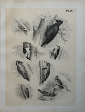 Theodore Jasper - Woodpeckers, Wryneck and Creeper 1878: This chromolithographic plate was drawn by Theodore Jasper and is from Ornithology or The Science of Birds. Published by by Jacob H Studer and Co, Ohio 1878.