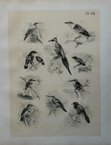 Theodore Jasper - Bee-eater, Todi, Jacamar, Trogon etc 1878: This chromolithographic plate was drawn by Theodore Jasper and is from Ornithology or The Science of Birds. Published by by Jacob H Studer and Co, Ohio 1878.