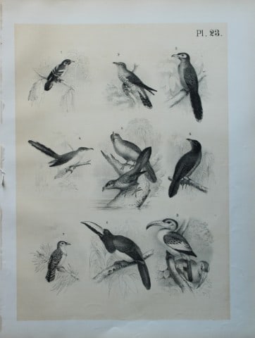 Theodore Jasper - Cuckoos, Kokil, Tok, Arapari etc 1878: This chromolithographic plate was drawn by Theodore Jasper and is from Ornithology or The Science of Birds. Published by by Jacob H Studer and Co, Ohio 1878.