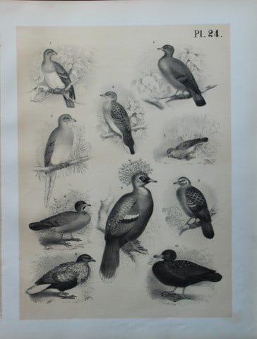Theodore Jasper - Pigeons and Doves 1878: This chromolithographic plate was drawn by Theodore Jasper and is from Ornithology or The Science of Birds. Published by by Jacob H Studer and Co, Ohio 1878.