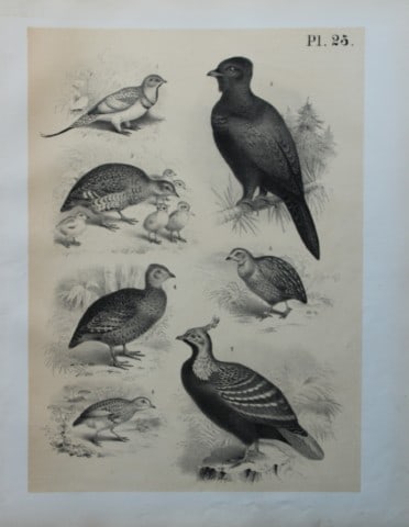 Theodore Jasper - Game Birds 1878: This chromolithographic plate was drawn by Theodore Jasper and is from Ornithology or The Science of Birds. Published by by Jacob H Studer and Co, Ohio 1878.