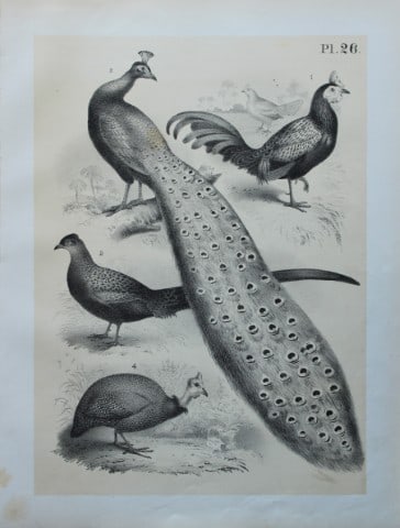 Theodore Jasper - Peacock and Guinea Fowl 1878: This chromolithographic plate was drawn by Theodore Jasper and is from Ornithology or The Science of Birds. Published by by Jacob H Studer and Co, Ohio 1878.