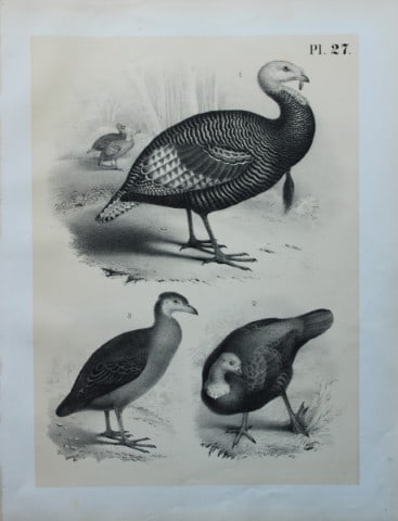 Theodore Jasper - Turkeys and Great-footed Hen 1878: This chromolithographic plate was drawn by Theodore Jasper and is from Ornithology or The Science of Birds. Published by by Jacob H Studer and Co, Ohio 1878.