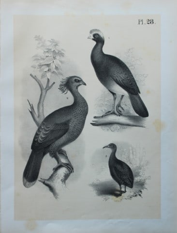 Theodore Jasper - Curassow, Guan and Tataupa 1878: This chromolithographic plate was drawn by Theodore Jasper and is from Ornithology or The Science of Birds. Published by by Jacob H Studer and Co, Ohio 1878.