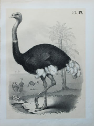 Theodore Jasper - The Ostrich 1878: This chromolithographic plate was drawn by Theodore Jasper and is from Ornithology or The Science of Birds. Published by by Jacob H Studer and Co, Ohio 1878.