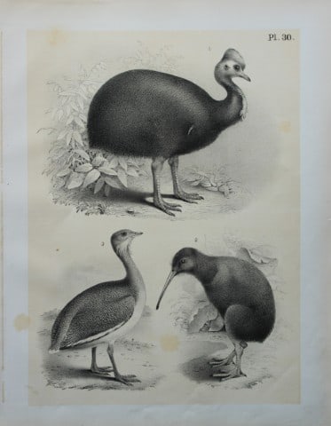 Theodore Jasper - Cassowary, Kiva-kiva and Great Bustard 1878: This chromolithographic plate was drawn by Theodore Jasper and is from Ornithology or The Science of Birds. Published by by Jacob H Studer and Co, Ohio 1878.
