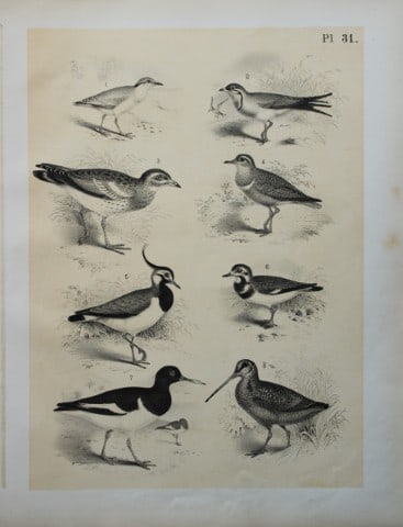 Theodore Jasper - Plover, Curlew, Swallow etc 1878: This chromolithographic plate was drawn by Theodore Jasper and is from Ornithology or The Science of Birds. Published by by Jacob H Studer and Co, Ohio 1878.