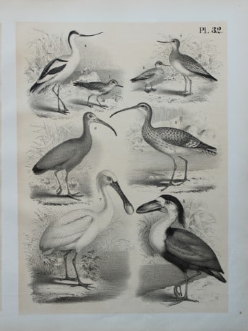 Theodore Jasper - Spoonbill, Boatbill, Ibis etc 1878: This chromolithographic plate was drawn by Theodore Jasper and is from Ornithology or The Science of Birds. Published by by Jacob H Studer and Co, Ohio 1878.