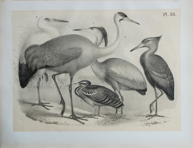 Theodore Jasper - Stork, Herons, Crane and Hammerhead 1878: This chromolithographic plate was drawn by Theodore Jasper and is from Ornithology or The Science of Birds. Published by by Jacob H Studer and Co, Ohio 1878.