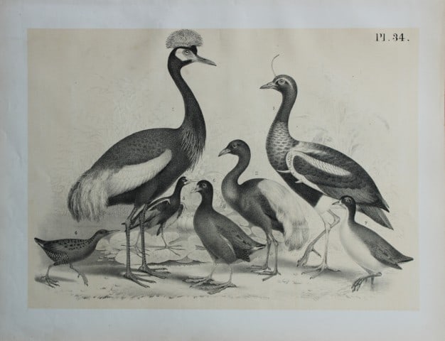 Theodore Jasper - Peacock Heron and Common Crane 1878: This chromolithographic plate was drawn by Theodore Jasper and is from Ornithology or The Science of Birds. Published by by Jacob H Studer and Co, Ohio 1878.