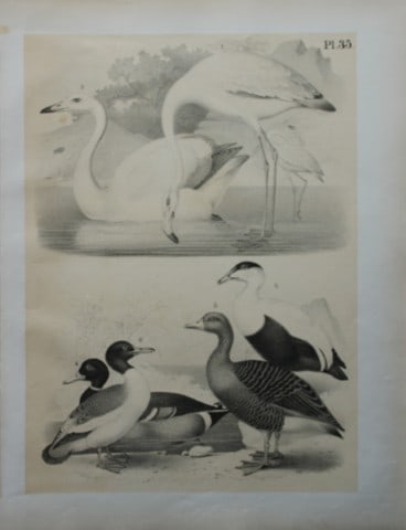 Theodore Jasper - Swan, Flamingo, Goose and Ducks 1878: This chromolithographic plate was drawn by Theodore Jasper and is from Ornithology or The Science of Birds. Published by by Jacob H Studer and Co, Ohio 1878.