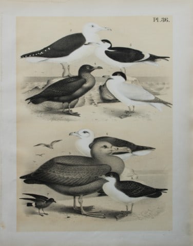 Theodore Jasper - Tern, Gull, Petrel, Albatross etc 1878: This chromolithographic plate was drawn by Theodore Jasper and is from Ornithology or The Science of Birds. Published by by Jacob H Studer and Co, Ohio 1878.