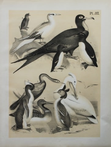 Theodore Jasper - Tropic Bird, Pelican, Auk, Guillemot etc 1878: This chromolithographic plate was drawn by Theodore Jasper and is from Ornithology or The Science of Birds. Published by by Jacob H Studer and Co, Ohio 1878.