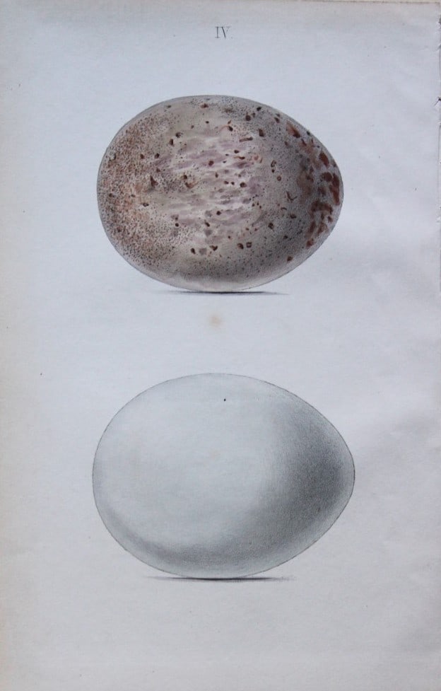 W Hewitson - Hand coloured engraving of Sea Eagle eggs 1856: This hand-coloured engraving of bird eggs is from the Coloured Illustrations of the Eggs of British Birds accompanied with descriptions of the Eggs and Nests by William C Hewitson, published by Jan Va
