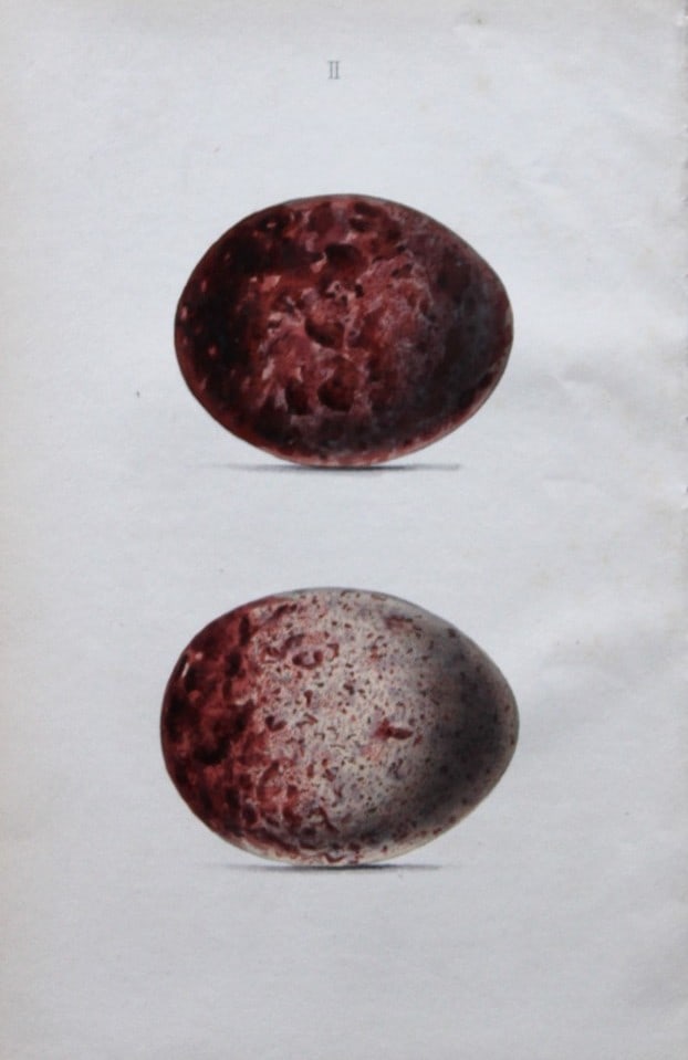 W Hewitson - Hand coloured engraving of Egyptian Vulture eggs 1856: This hand-coloured engraving of bird eggs is from the Coloured Illustrations of the Eggs of British Birds accompanied with descriptions of the Eggs and Nests by William C Hewitson, published by Jan Va