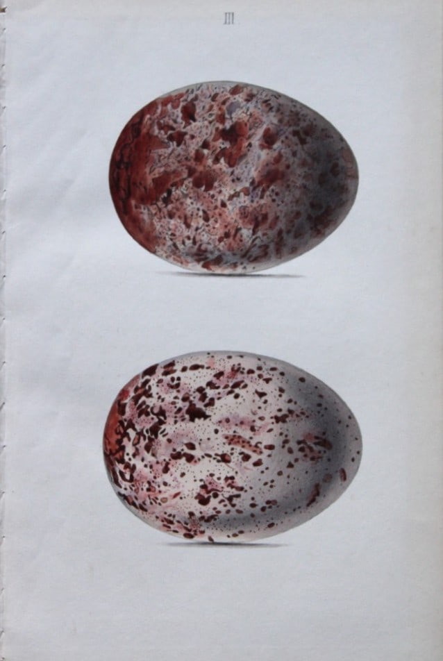 W Hewitson - Hand coloured engraving of Golden Eagle eggs 1856: This hand-coloured engraving of bird eggs is from the Coloured Illustrations of the Eggs of British Birds accompanied with descriptions of the Eggs and Nests by William C Hewitson, published by Jan Va